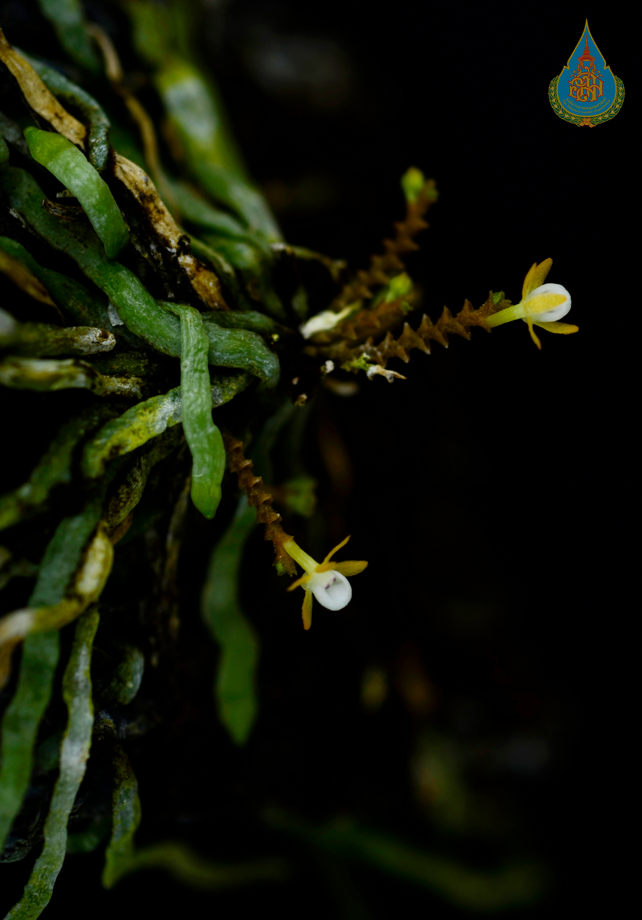 เอื้องตีนตืด Taeniophyllum pusillum (Willd.) Seidenf. & Ormerod<br/>ORCHIDACEAE